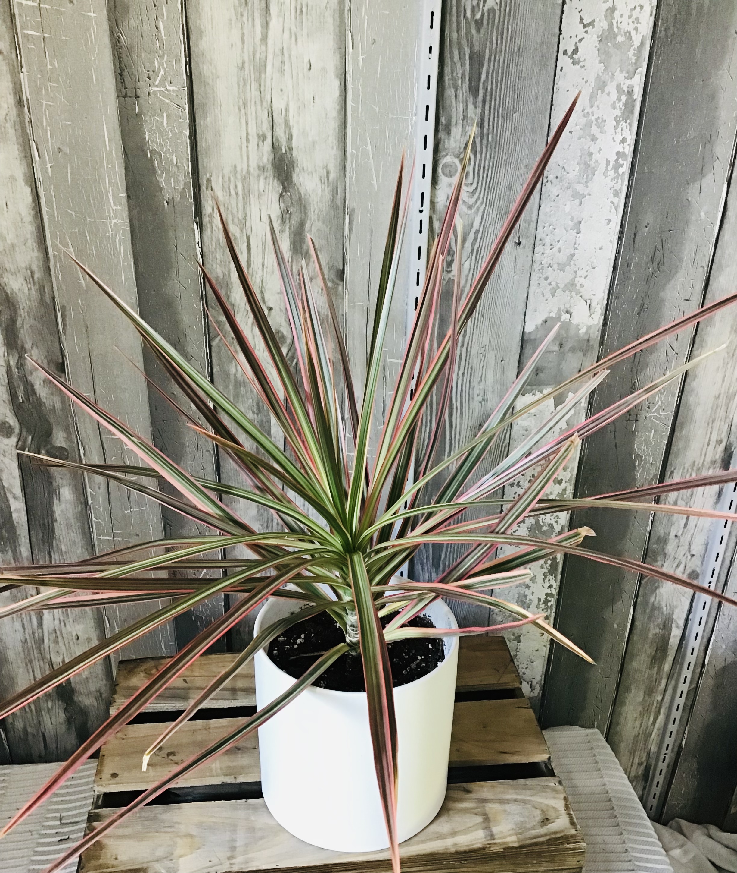 Dracena Dragonnier De Madagascar Claudette Fleuriste