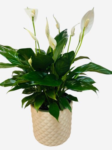 Fleurs