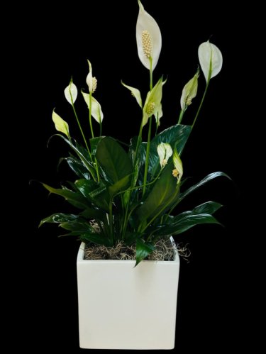 Fleurs