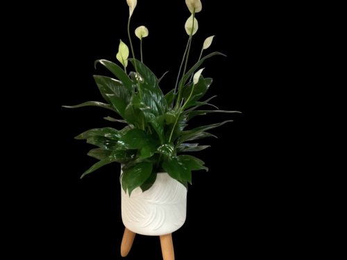 Fleurs