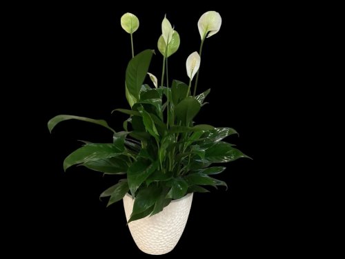 Fleurs