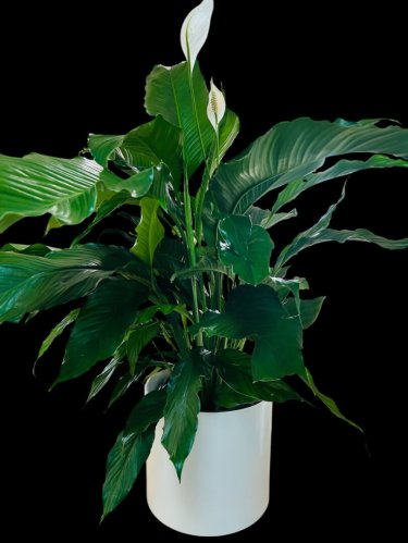 Fleurs