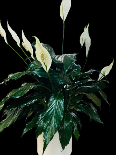 Fleurs