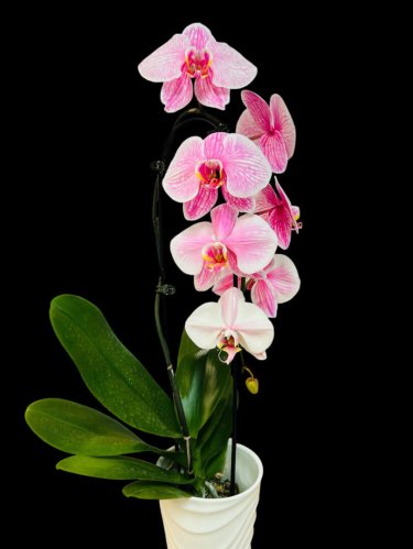 Fleurs