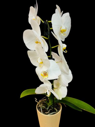 Fleurs