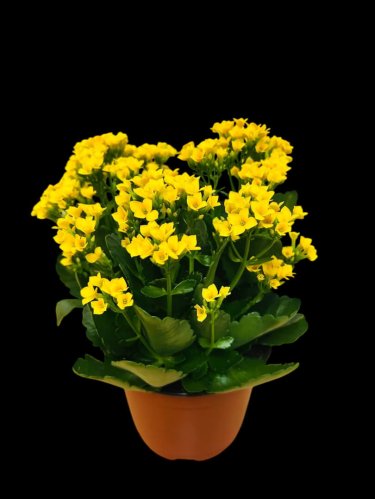 Fleurs