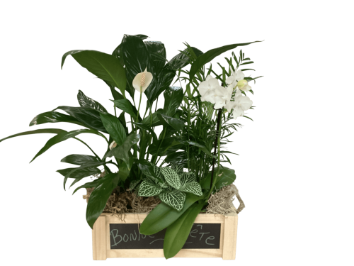 Fleurs