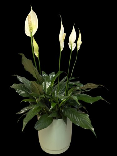 Fleurs