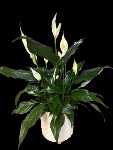 Fleurs