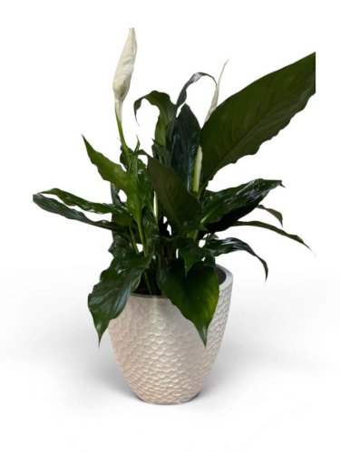 Fleurs