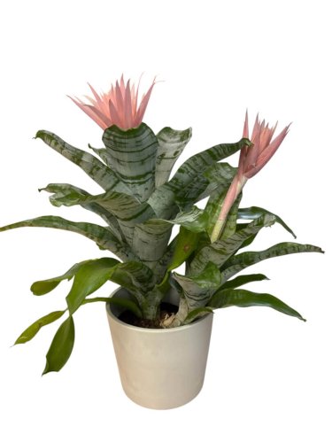 Fleurs