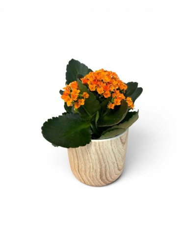 Fleurs