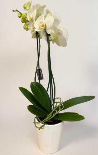 Fleurs