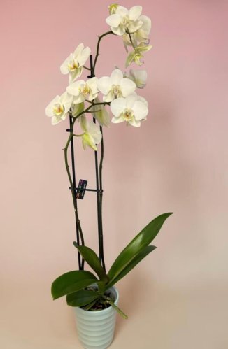 Fleurs