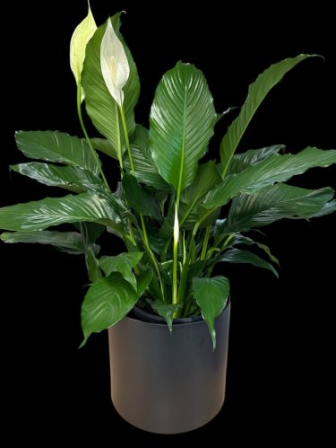 Fleurs