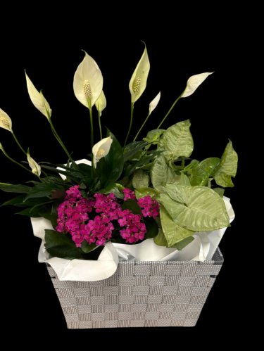 Fleurs