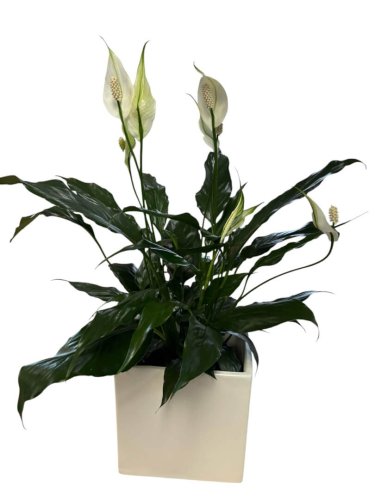 Fleurs