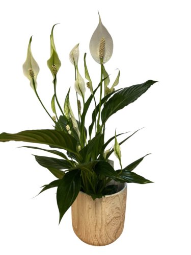 Fleurs