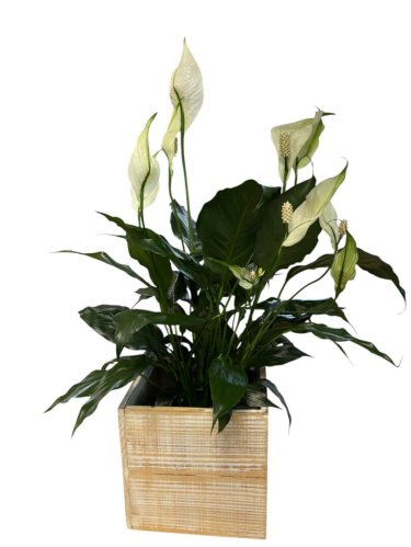 Fleurs