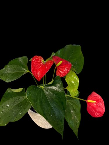 Fleurs