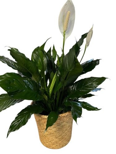 Fleurs
