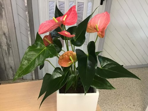 Fleurs