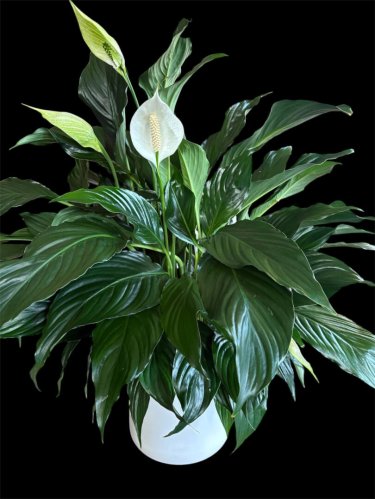 Fleurs