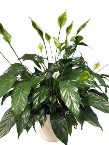 Fleurs