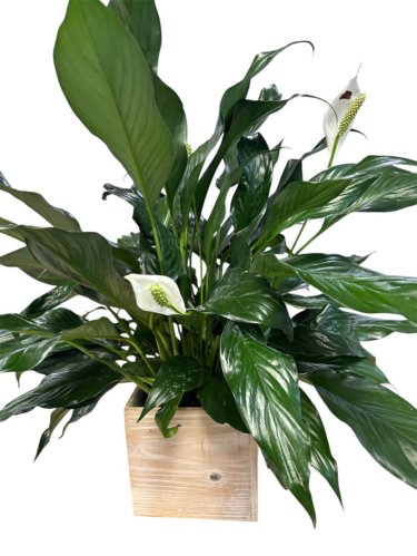Fleurs