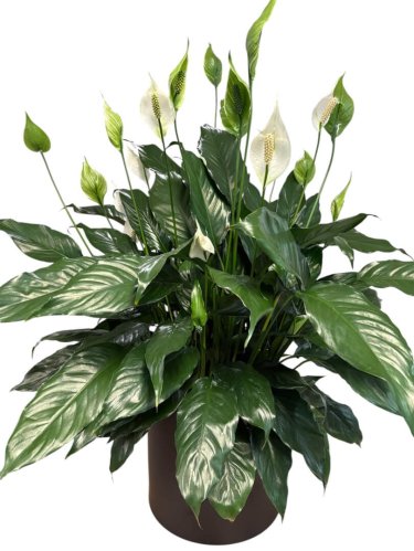 Fleurs
